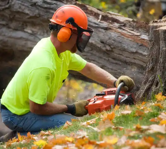 tree services Netcong